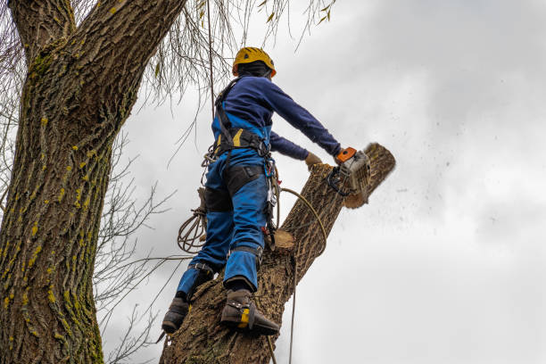 Best Best Tree Removal Services  in Kenton, OH